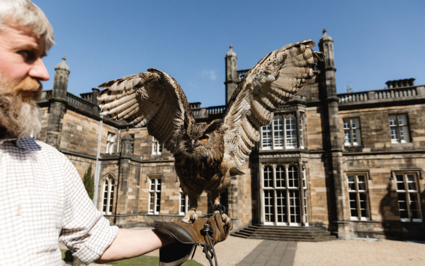 B Falconry.jpg